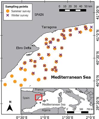 The Seasonal Distribution of a Highly Commercial Fish Is Related to Ontogenetic Changes in Its Feeding Strategy